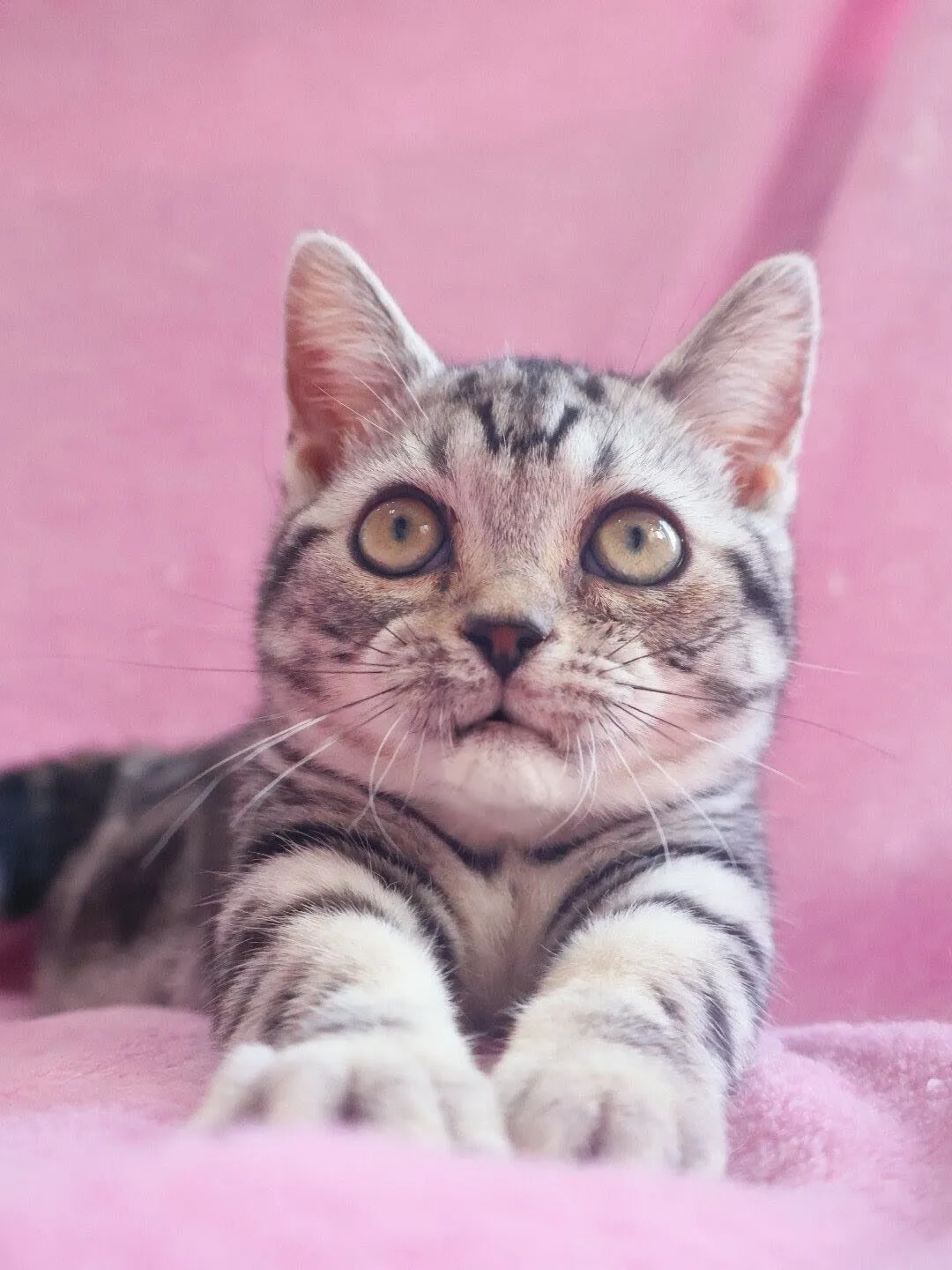 マンチカン/女の子👧/ペット番号309