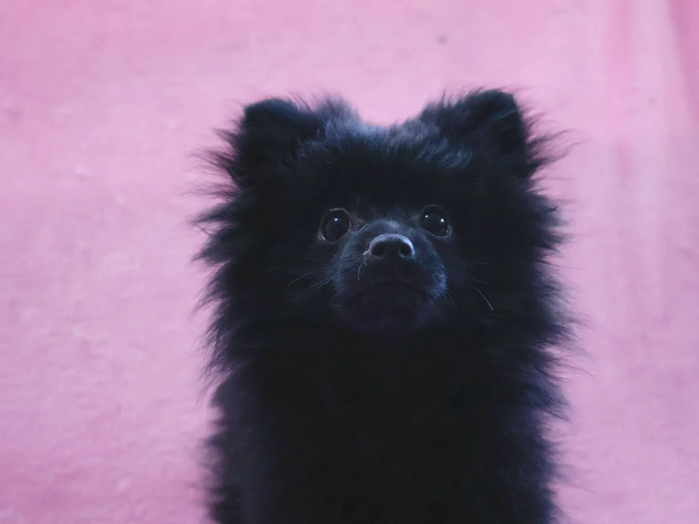 ポメラニアン/女の子👧/ペット番号312