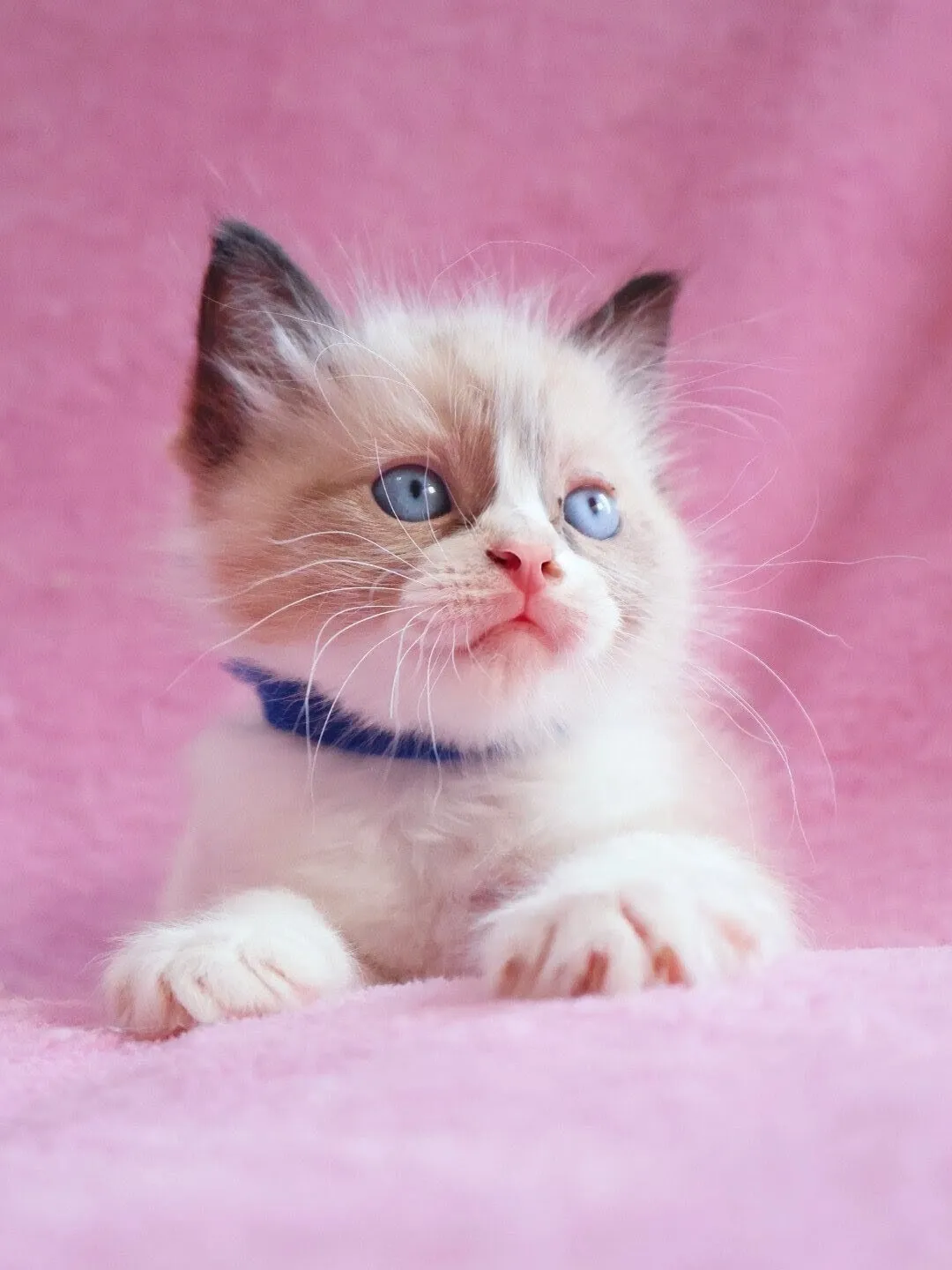 ラグドール/男の子👦/ペット番号317