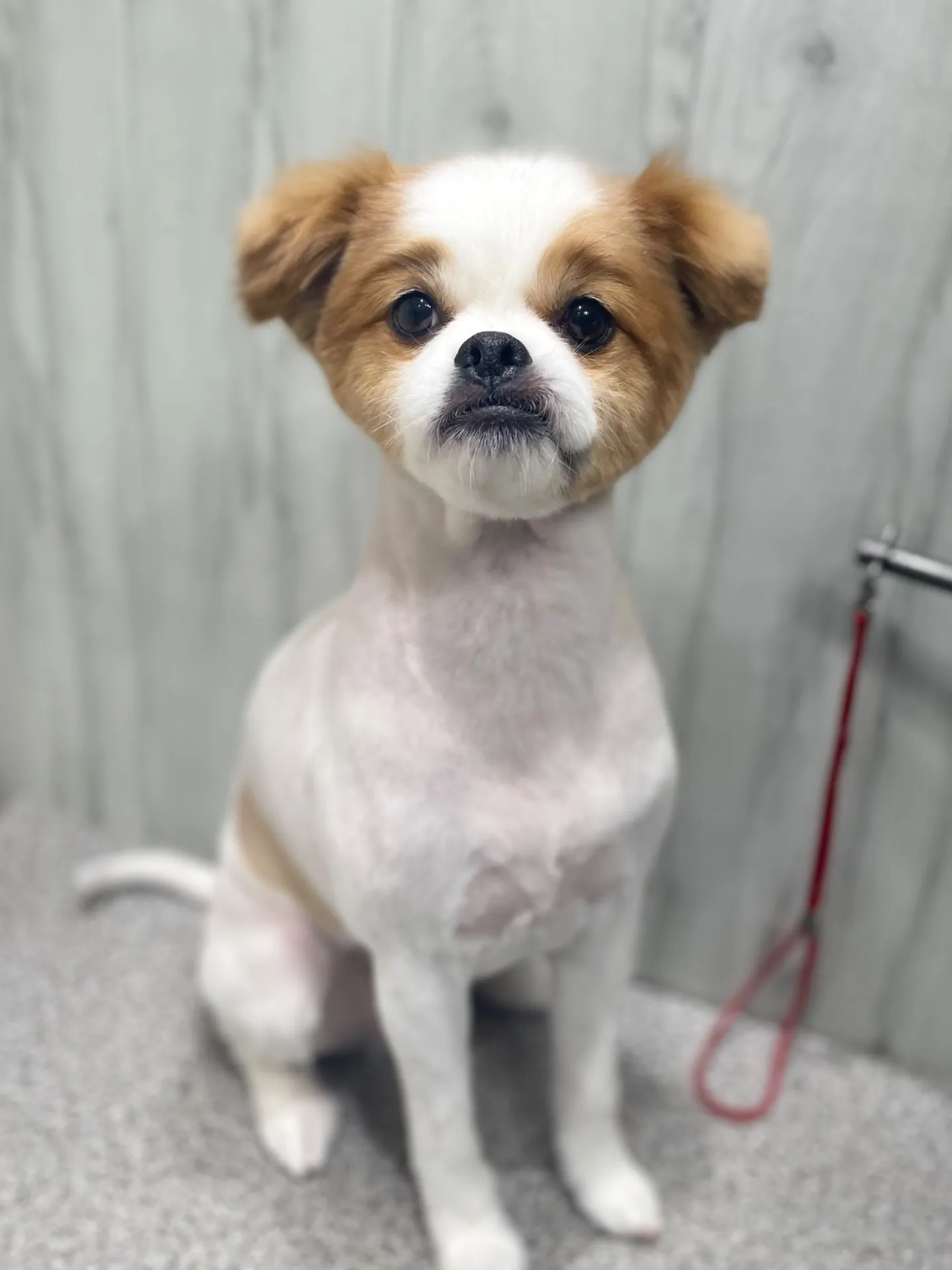 横須賀トリミング🐶🐾