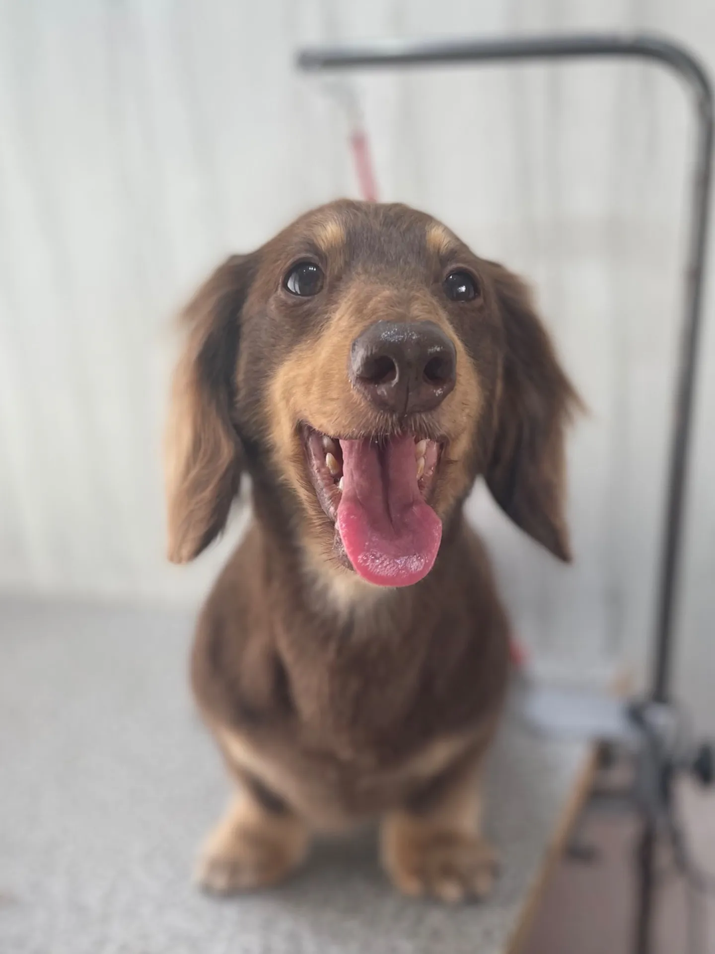 横須賀トリミング🐶🐾