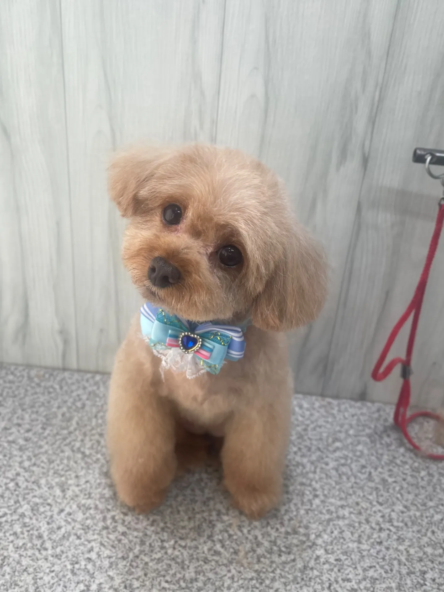 横須賀トリミング🐶🐾