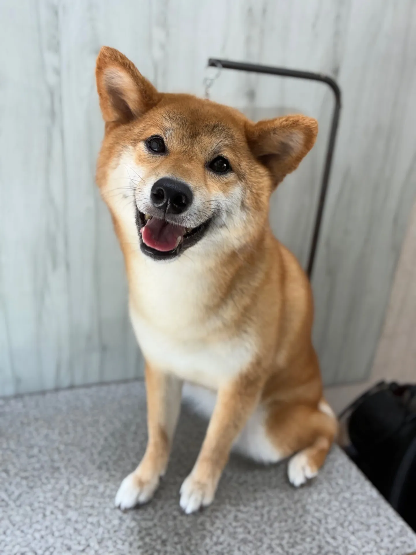 横須賀トリミング🐶✂️⸒⸒