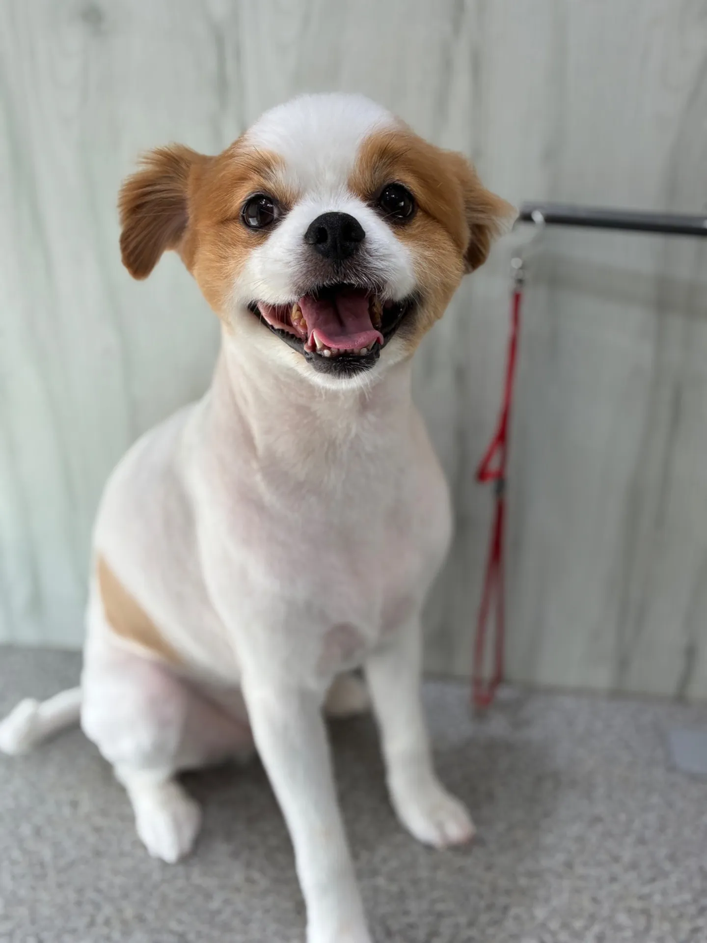 横須賀トリミング🐶✂️⸒⸒